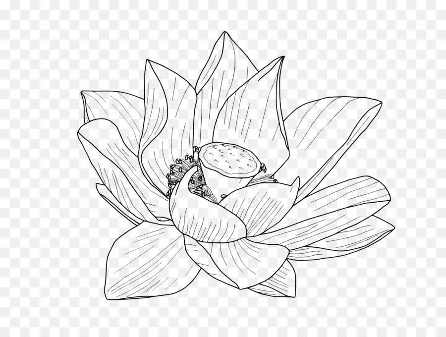 Лотос орехоносный，цветок PNG