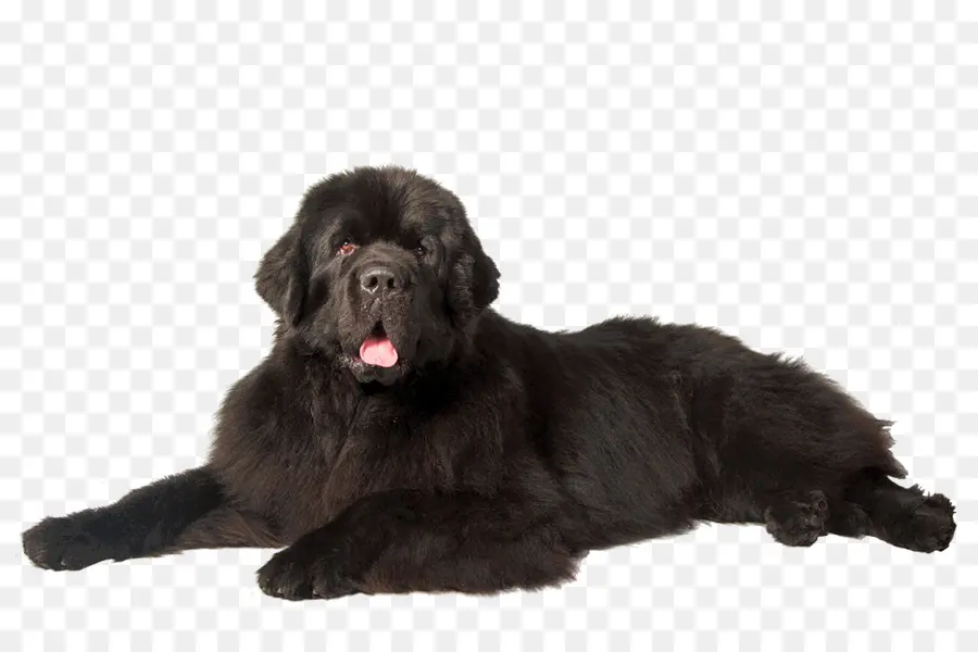 ньюфаундленд собака，щенок PNG