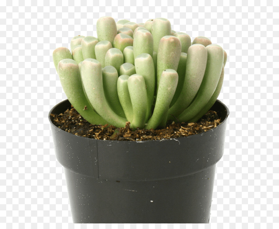 кактусовых，Fenestraria PNG