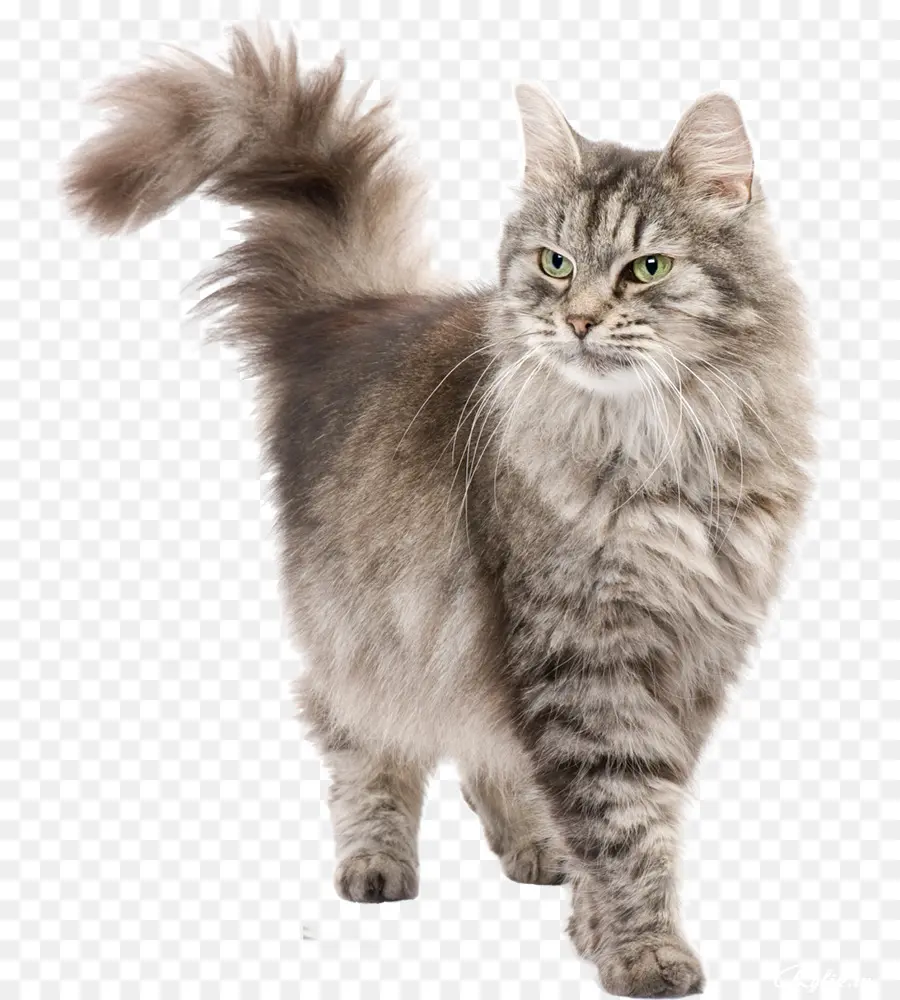 Сибирская кошка，персидская кошка PNG