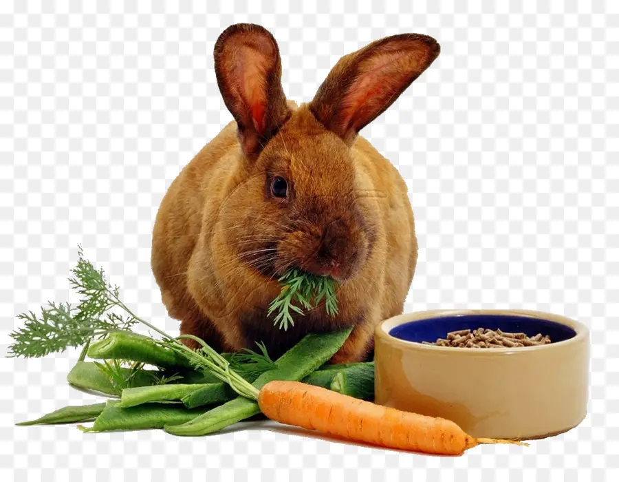 кролик，морковный PNG