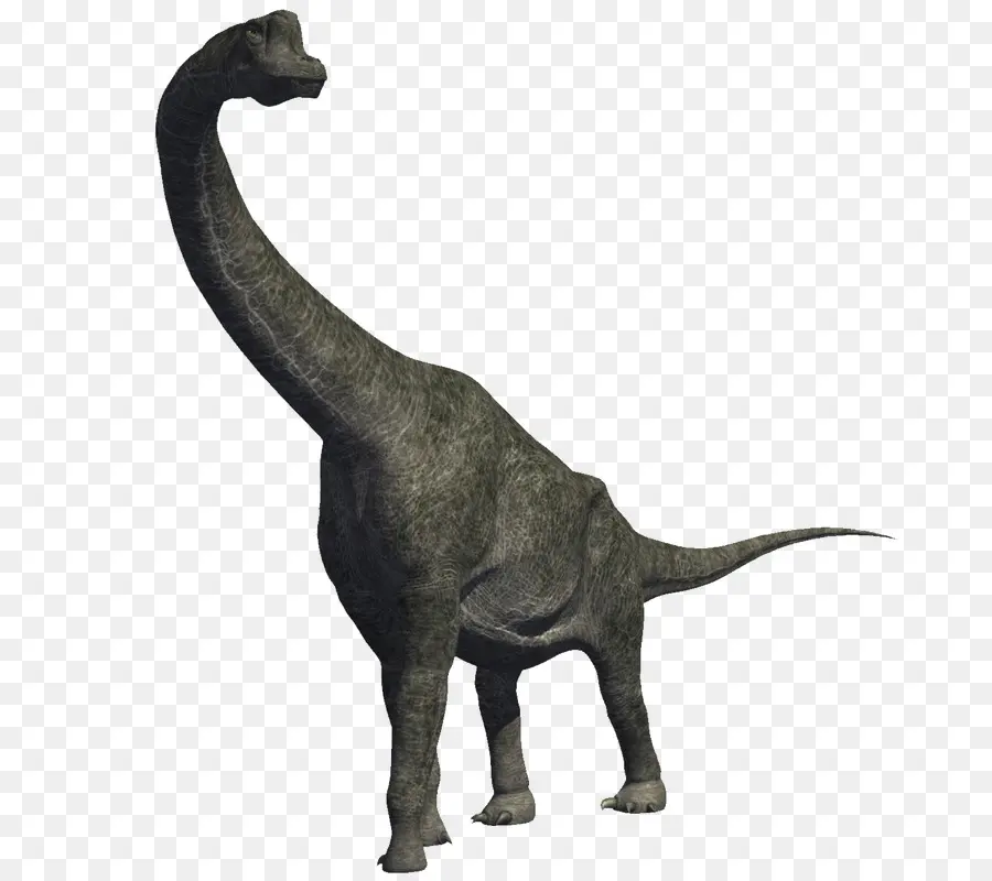 брахиозавр，диплодок PNG
