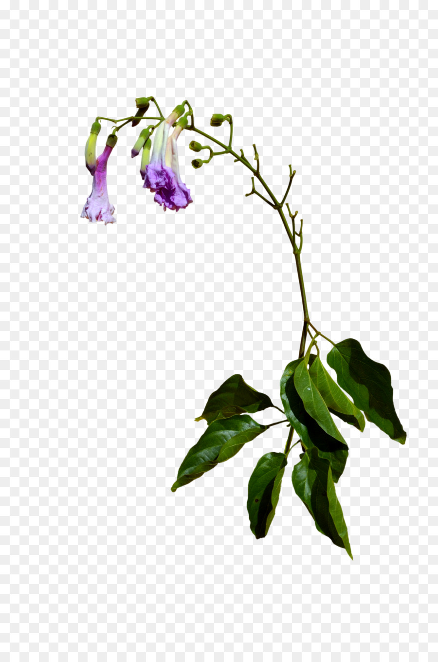 цветок，стоковая фотография PNG