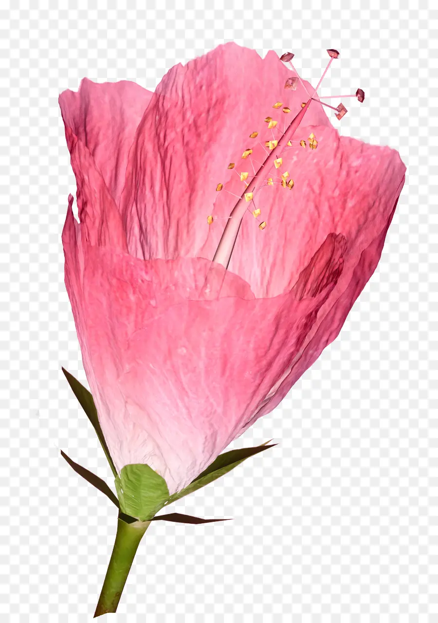 цветок，тифф PNG