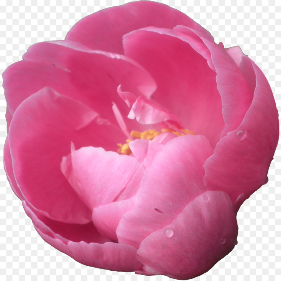 пион，розовые цветы PNG