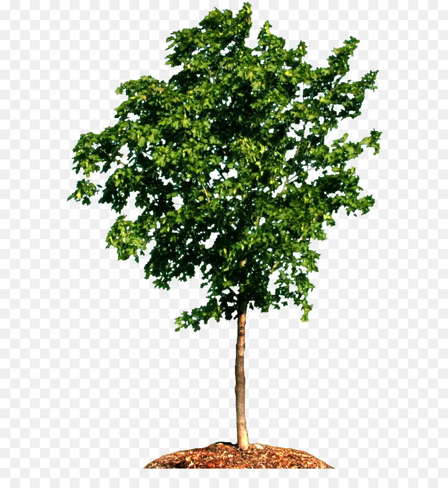 дерево，граб Betulus PNG