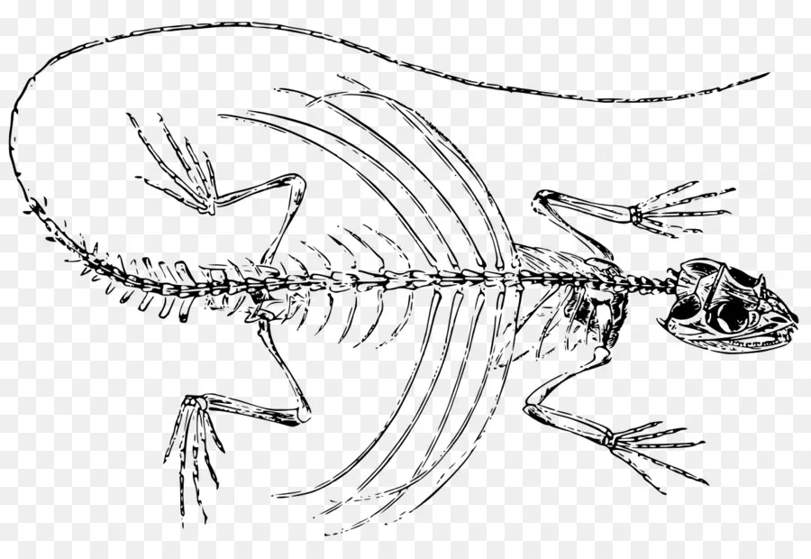 Скелет ящерицы，Кости PNG