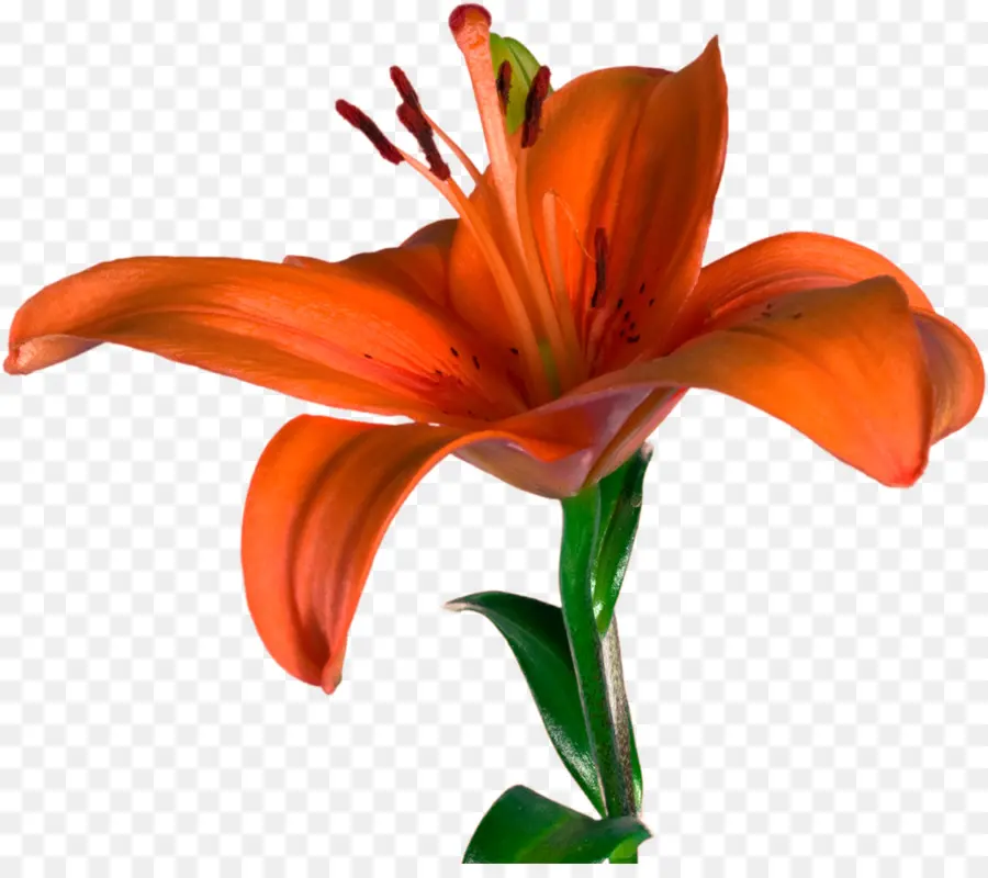 цветок，лилиум Bulbiferum PNG