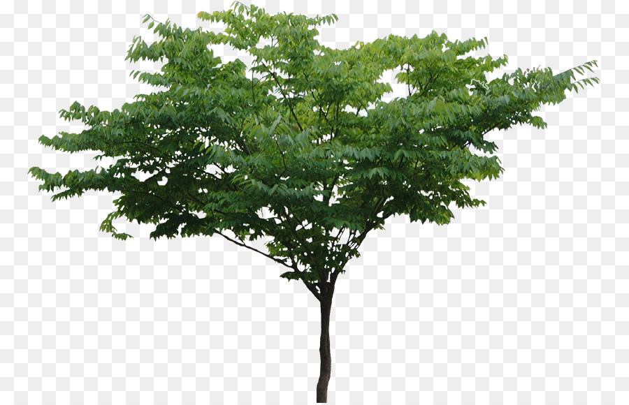 дерево，Разрешение дисплея PNG