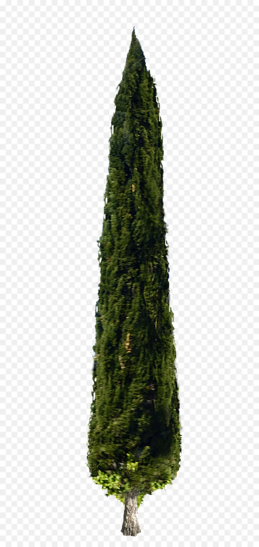 дерево，средиземноморский кипарис PNG