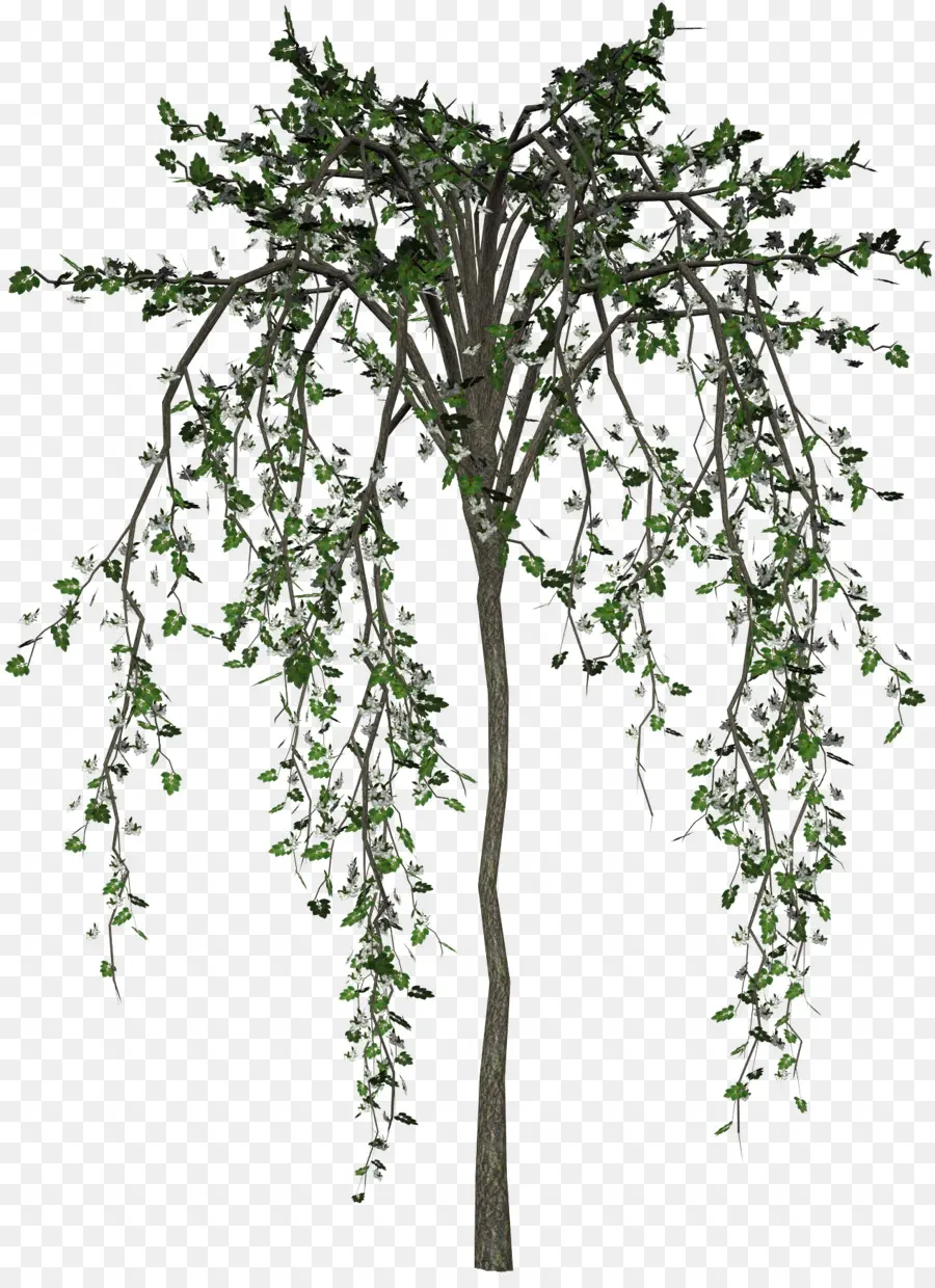 дерево，цветок PNG
