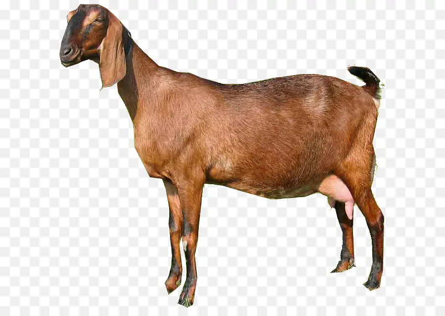 Англо Нубийский козел，Pygora Goat PNG