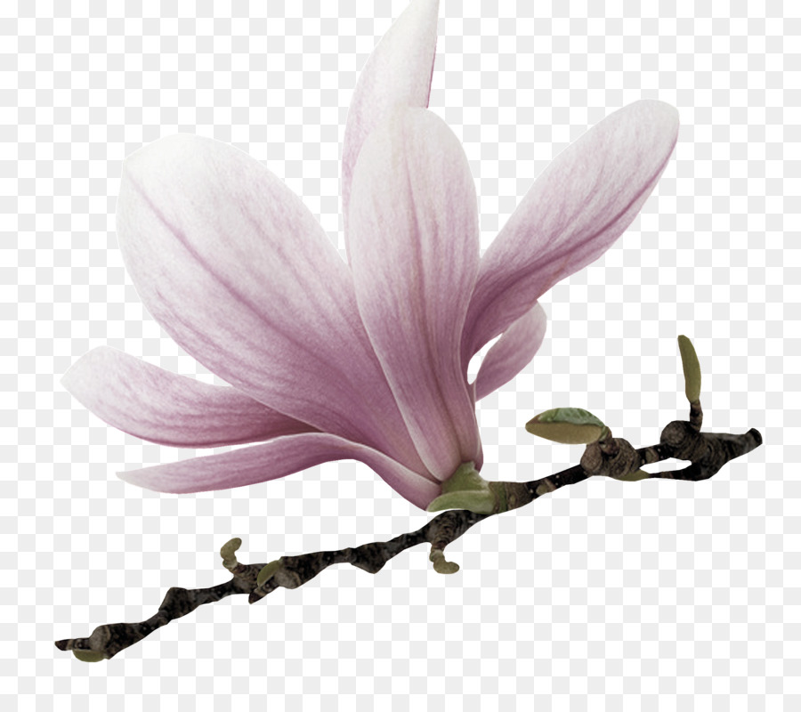 цветок，Magnolioideae PNG