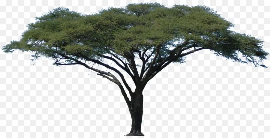 акация，дерево PNG