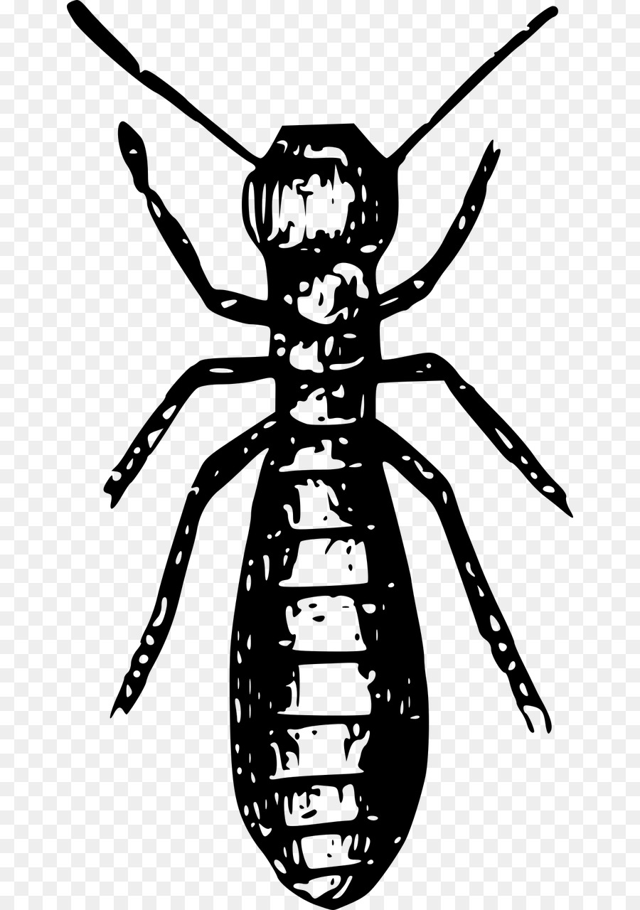 термит，насекомое PNG