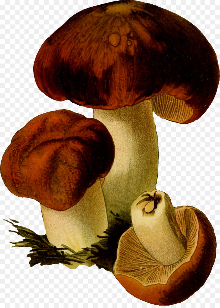 Съедобные грибы картинки