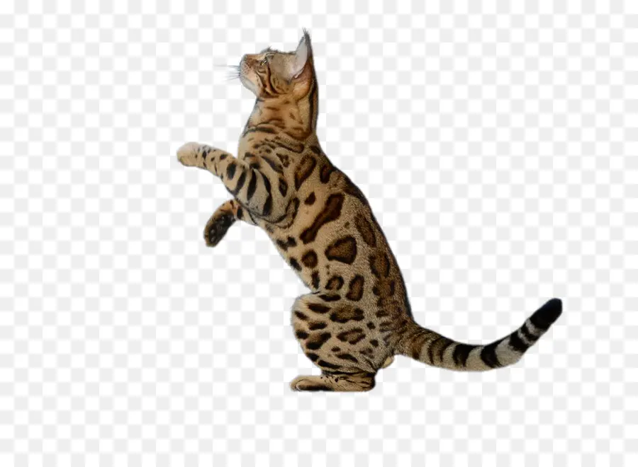 бенгальская кошка，Калифорния полосатый PNG