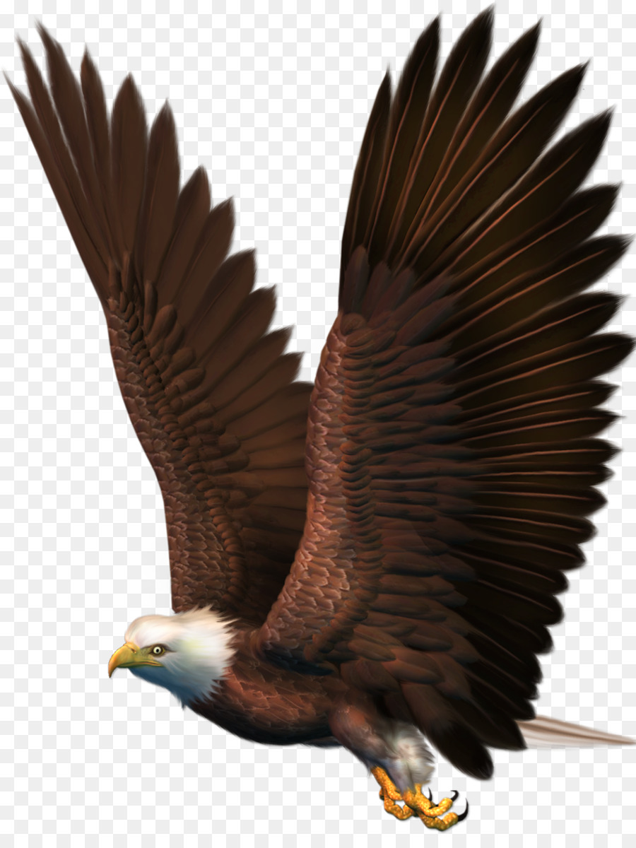 Орел，белоголовый Орлан PNG