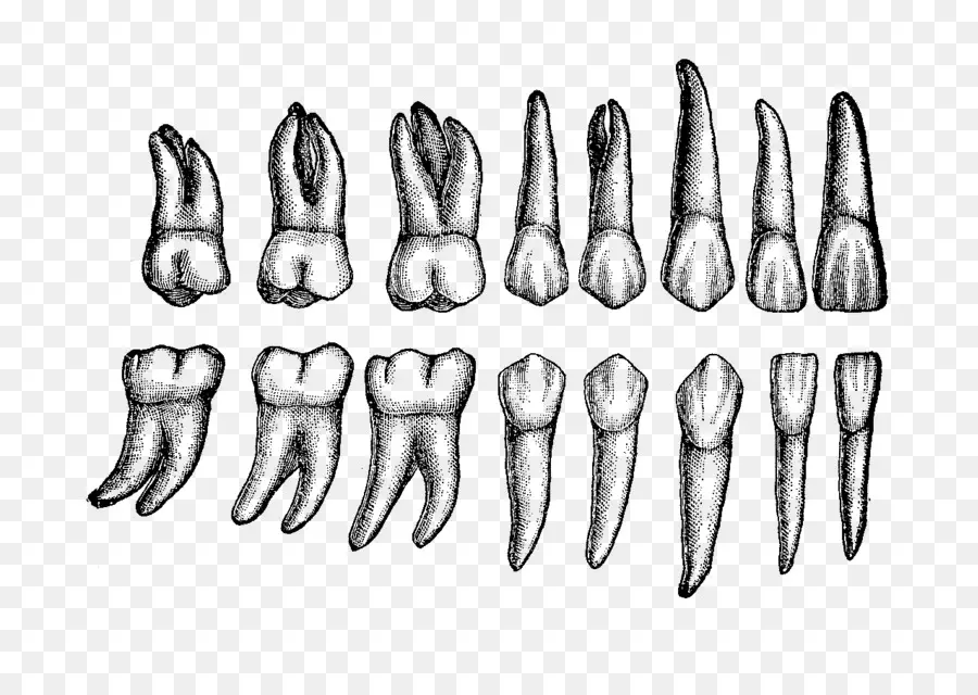 человеческий зуб，стоматологическая анатомия PNG