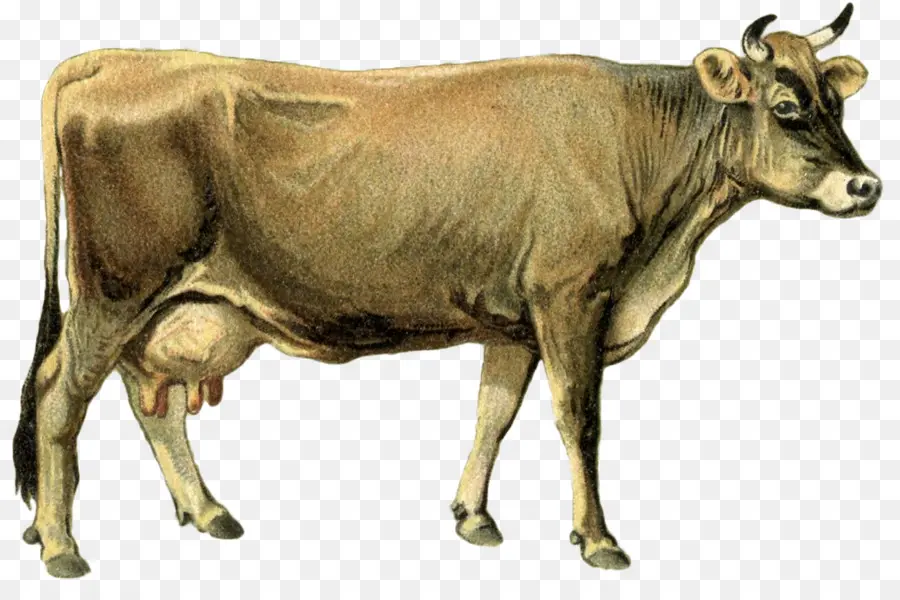 крупный рогатый скот，теленок PNG