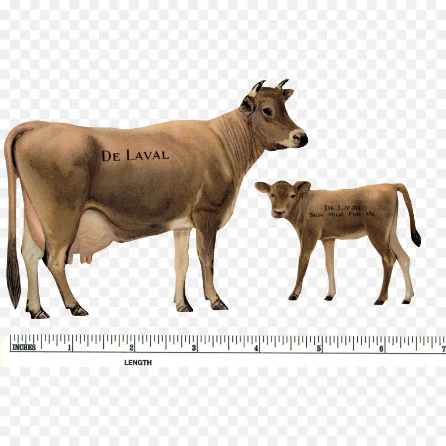 Джерси крупного рогатого скота，теленок PNG