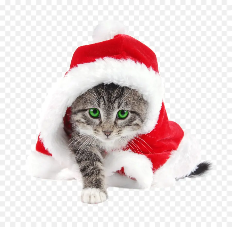 Санта Клаус，кошка PNG