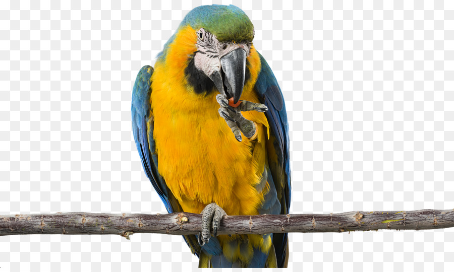волнистый попугайчик，попугай PNG