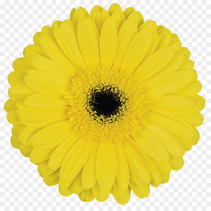 Желтый цветок один