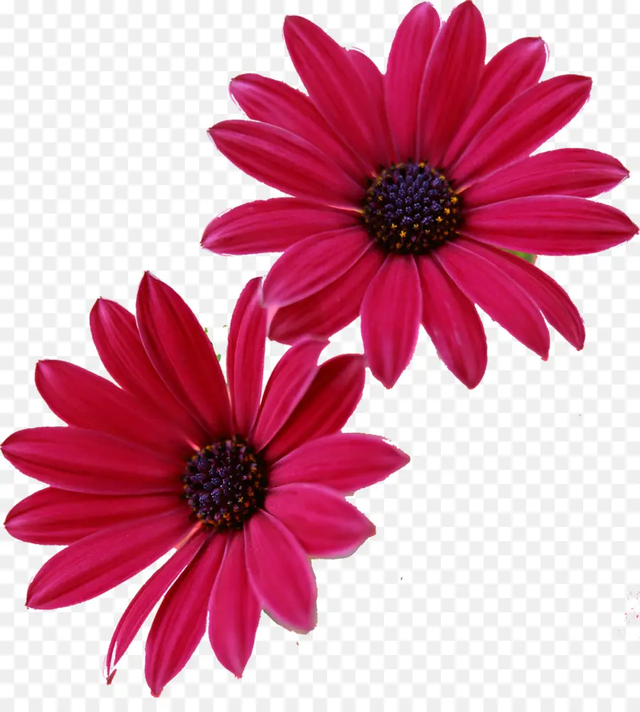 цветок，гербера Jamesonii PNG