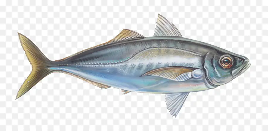рыбы，обыкновенный тунец PNG