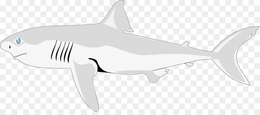 Шарк，тигровая акула PNG