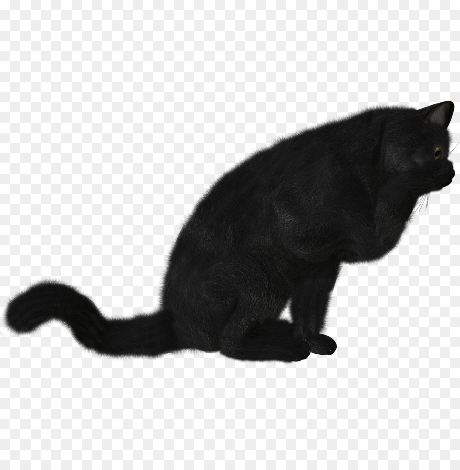 Черная кошка，кошачий PNG