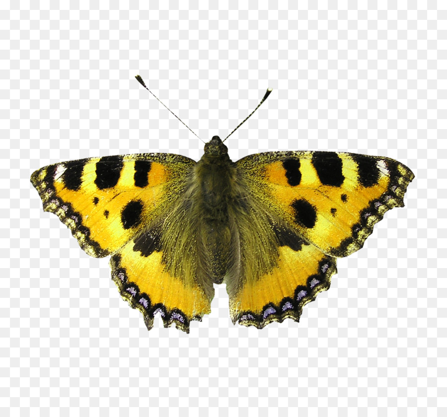 бабочка，мотылек PNG