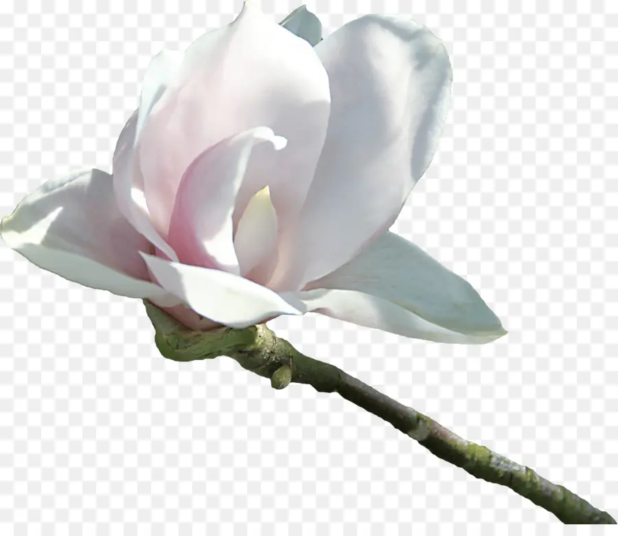 магнолия，цветок PNG