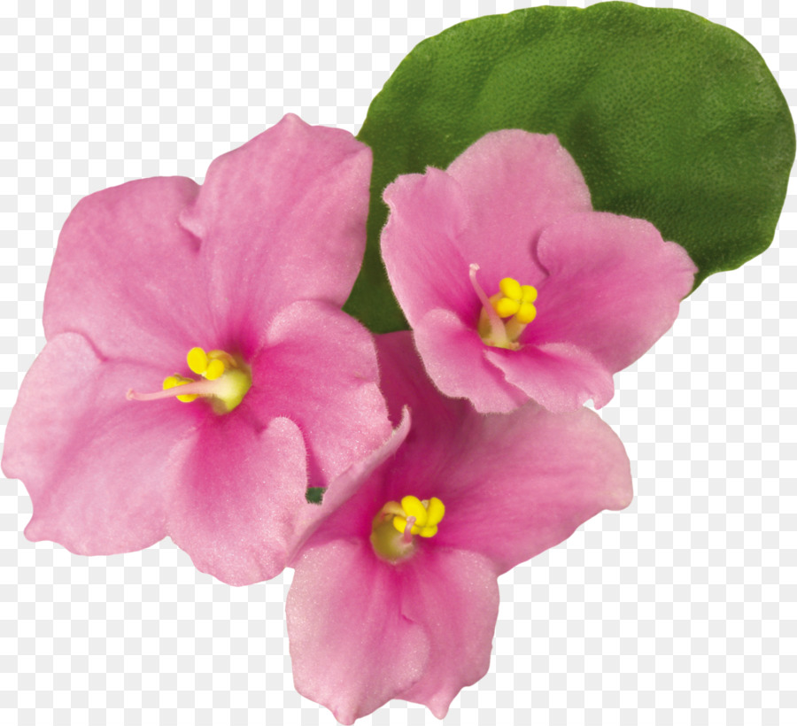 Вайолет，цветок PNG