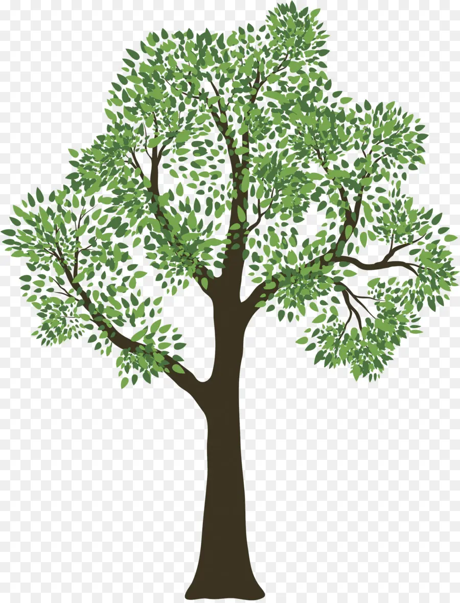 генеалогическое древо，семья PNG