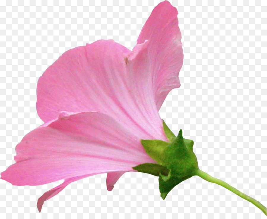 цветок，живопись PNG