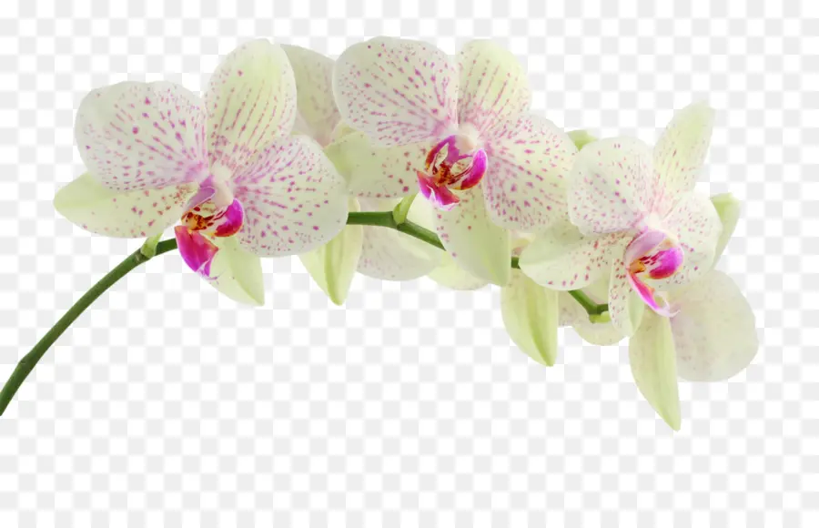 орхидеи，обои для рабочего стола PNG