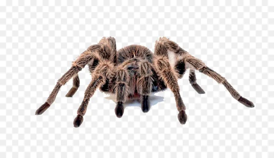 паук，бразильский Whiteknee тарантул PNG