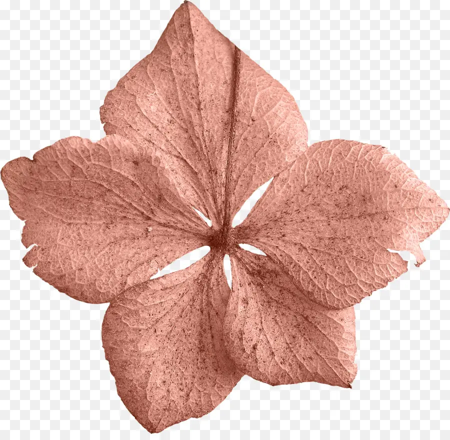 лепесток，лист PNG