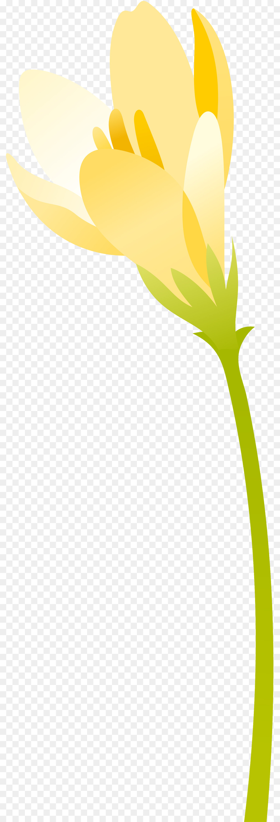 цветок，лист PNG
