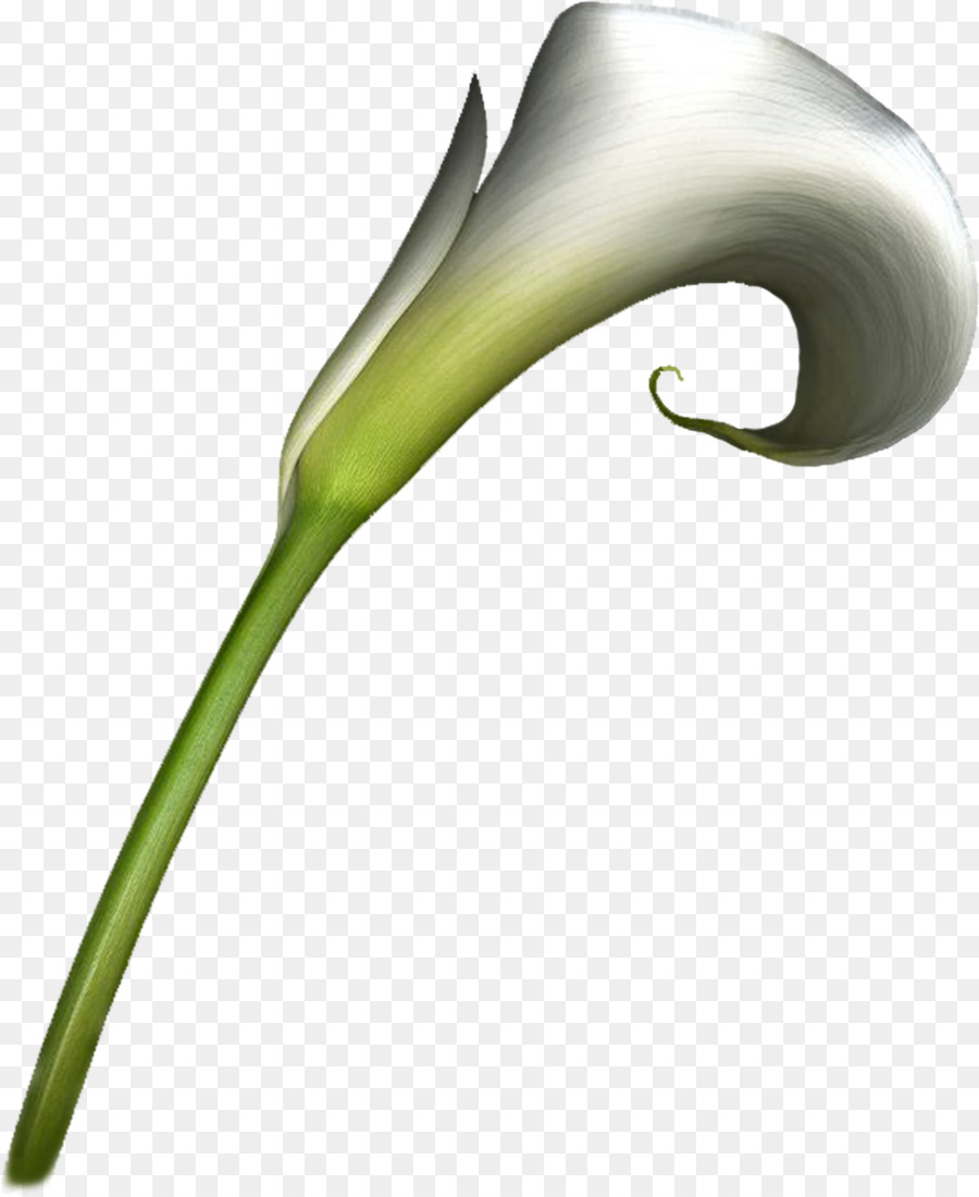 цветок，Arumlily PNG
