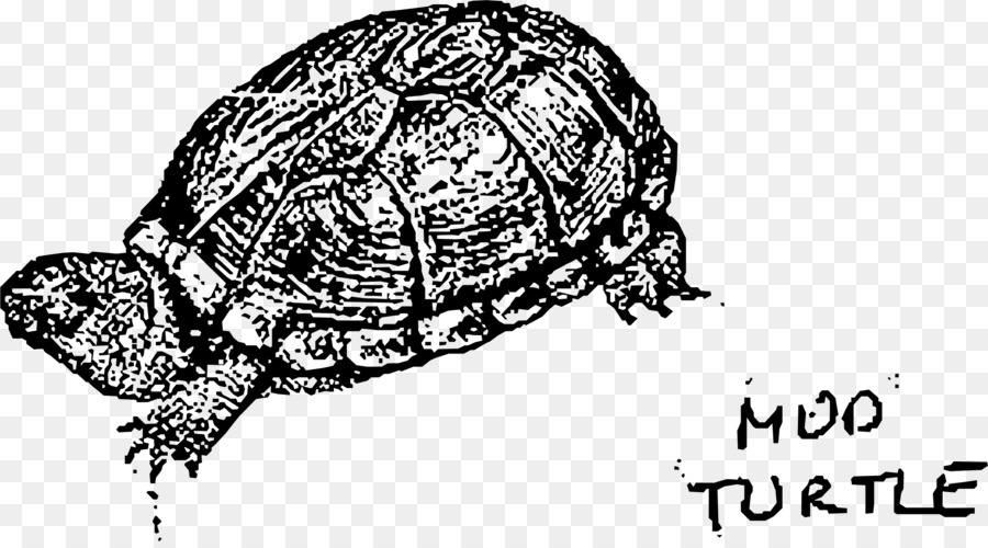 Болотная черепаха на прозрачном фоне. Череп Болотной черепахи. Череп Болотной черепахи рисунок.