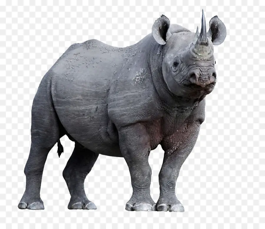 Rhinoceros，Хорн PNG