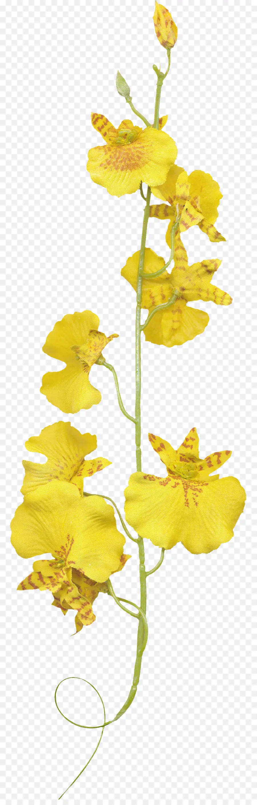 орхидеи，цветок PNG