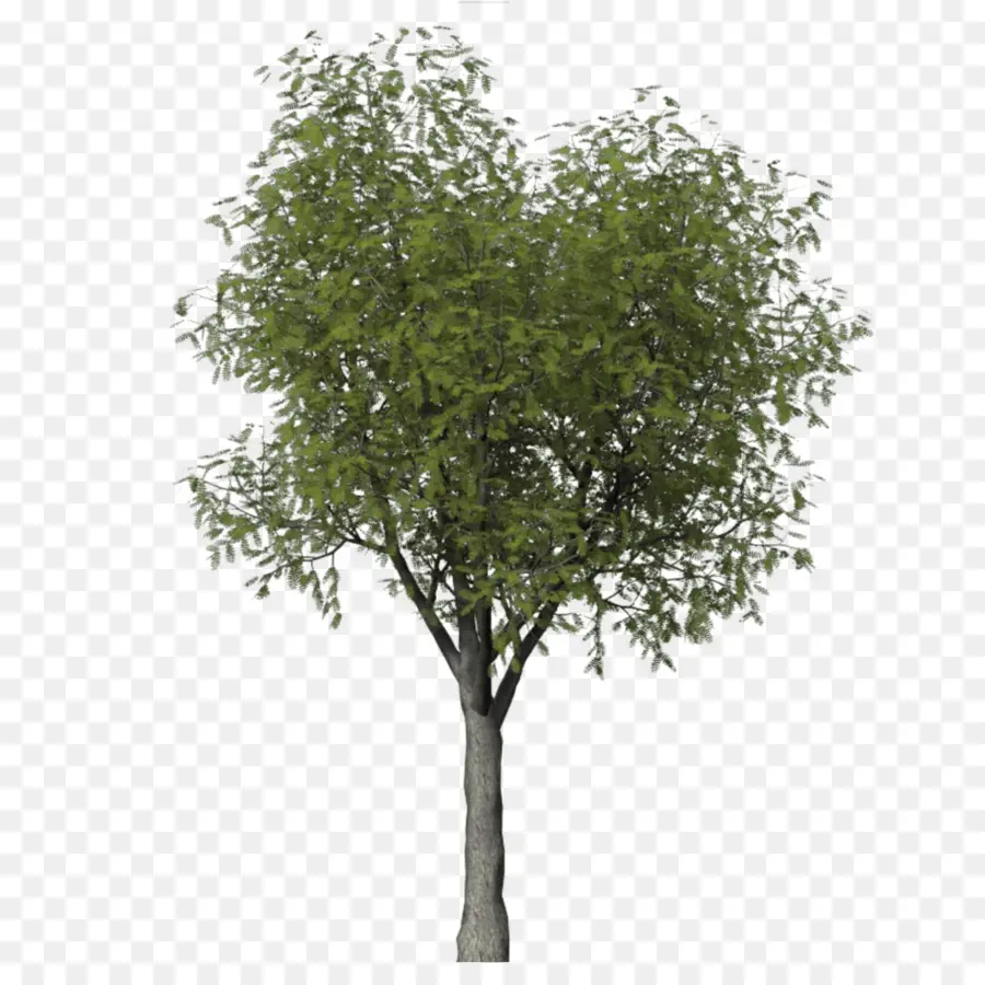 дерево，средиземноморский кипарис PNG