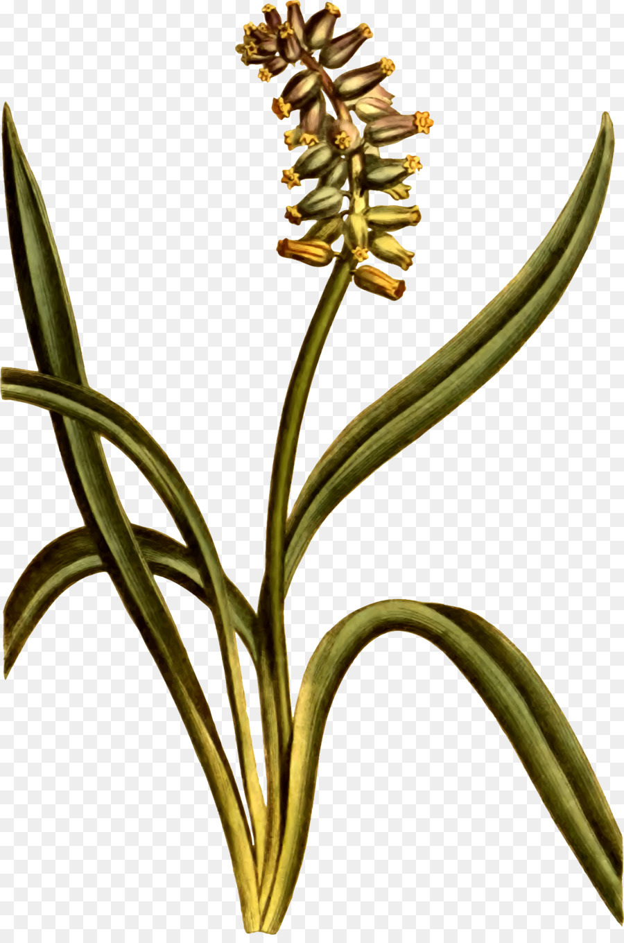 кабарга，цветок PNG