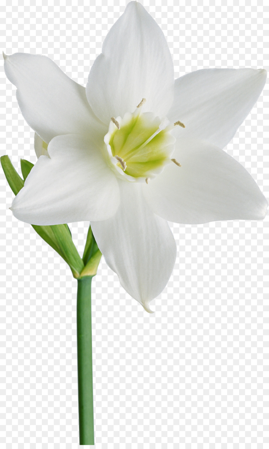 цветок，Нарцисс PNG