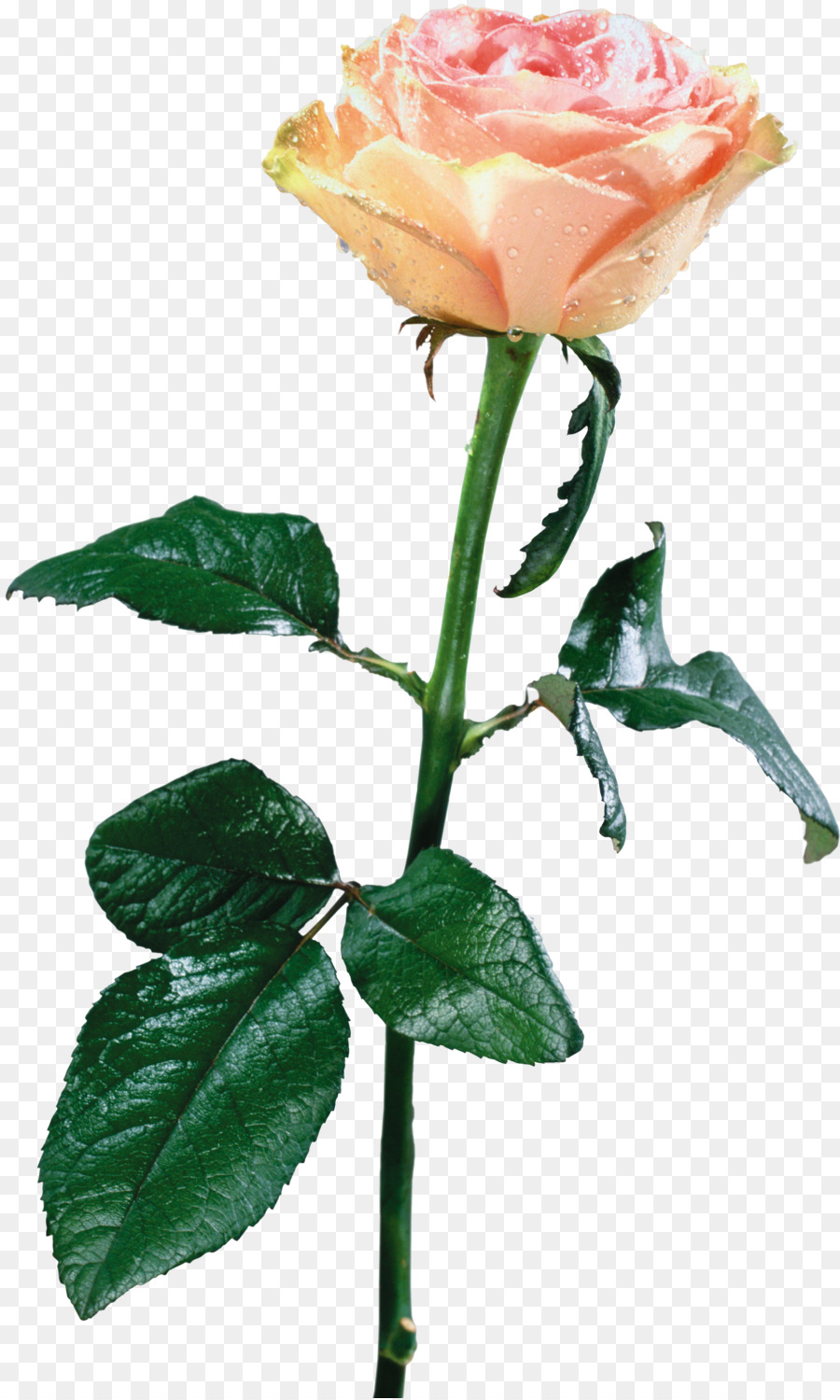 по прежнему жизни розовых роз，цветок PNG