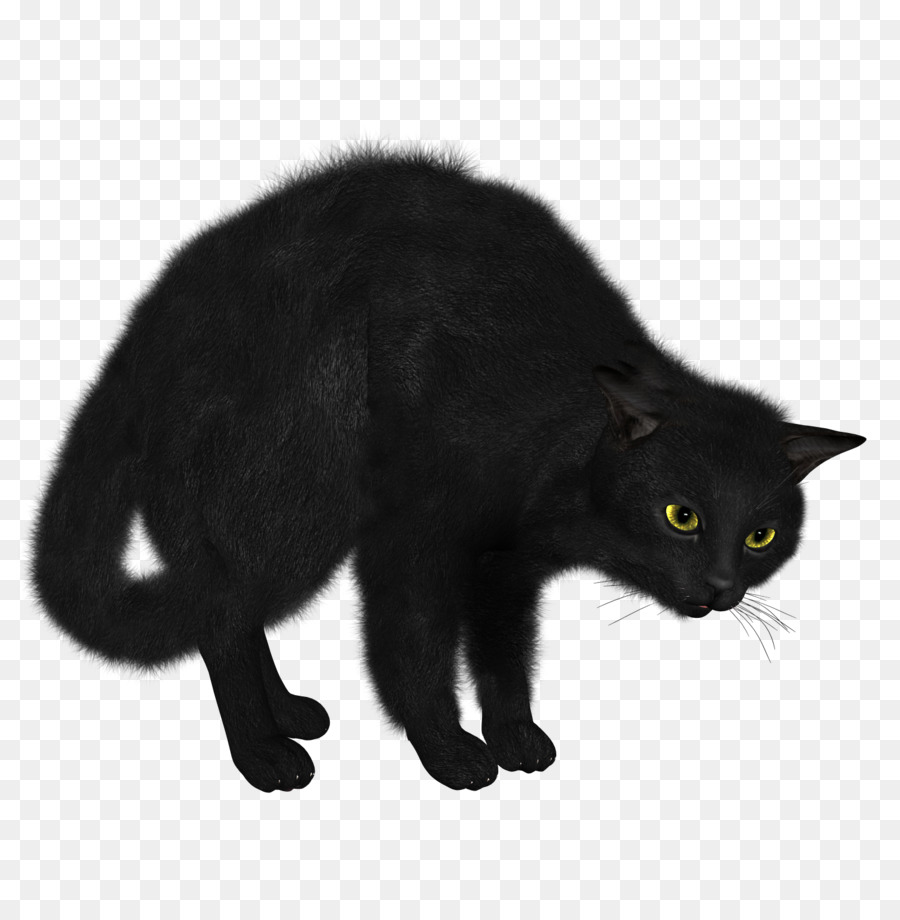 Черная кошка，кошачий PNG